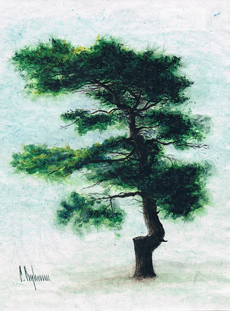 Roadside Pine. Aberfoyle. Ontario