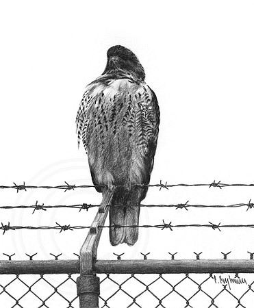Indomitable Spirit