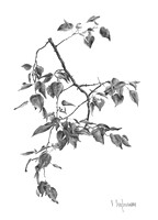 Apricot Tree Branch
