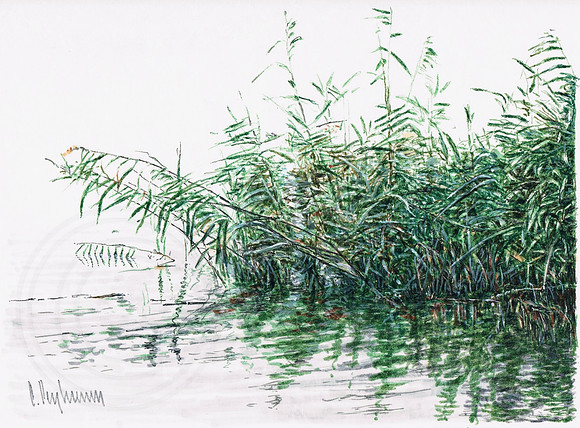 Reeds
