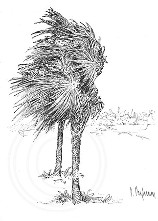 Strong Wind. Cayo Largo. Cuba