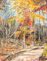 Autumn In Lambton Woods, Toronto