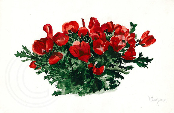 Steppe Poppies