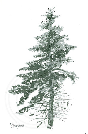 Pine Tree