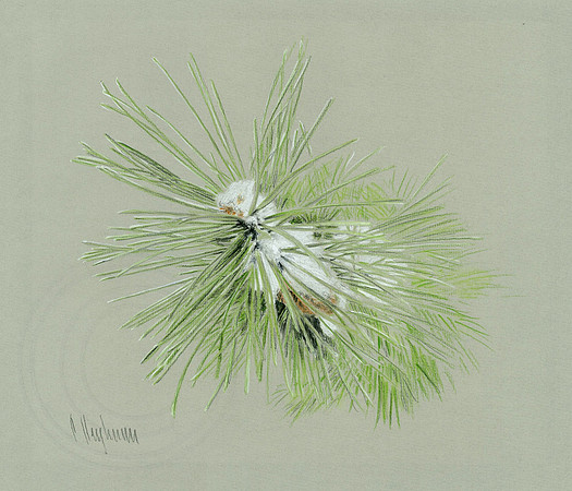 Pine Tree Branch under Snow