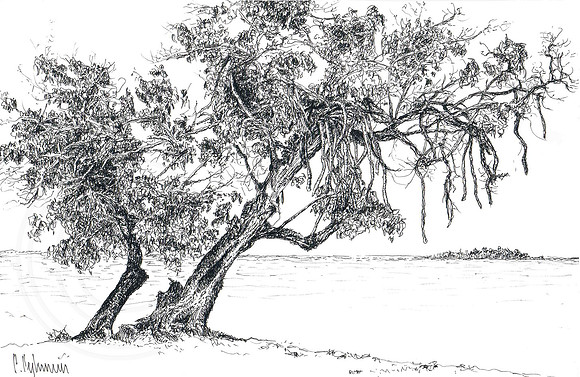 Single Mangrove Tree. Negril. Jamaica
