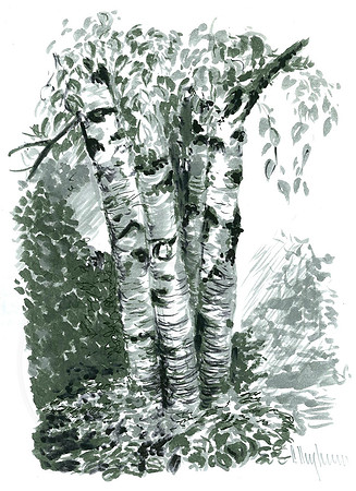 Birches