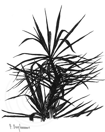Palm Tree