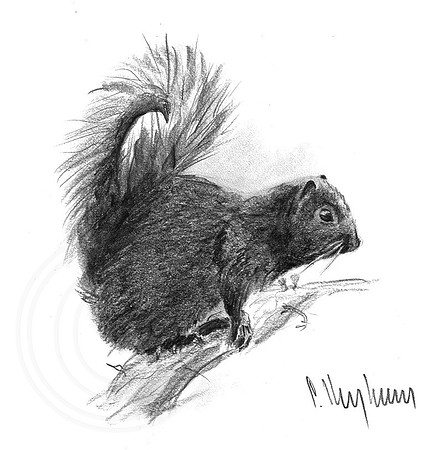 Squirrel